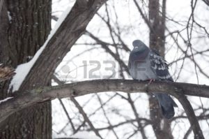 pigeon in a tree